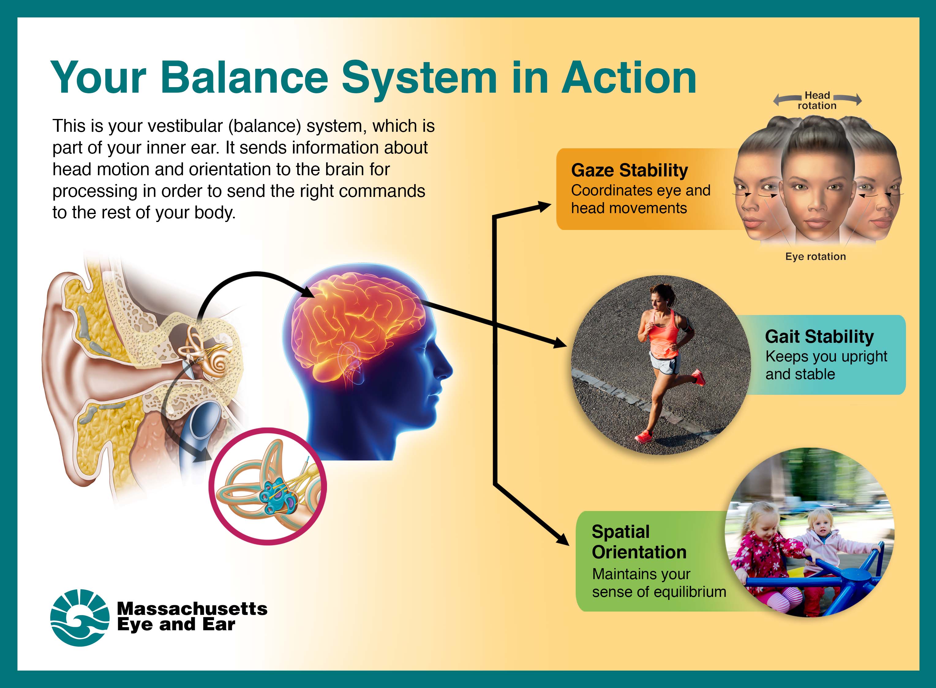 Vestibular System And Balance